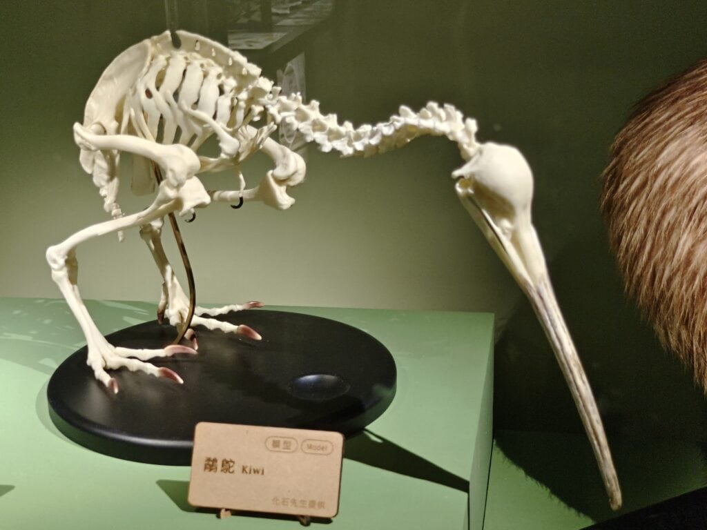 kiwi的鳥骨
