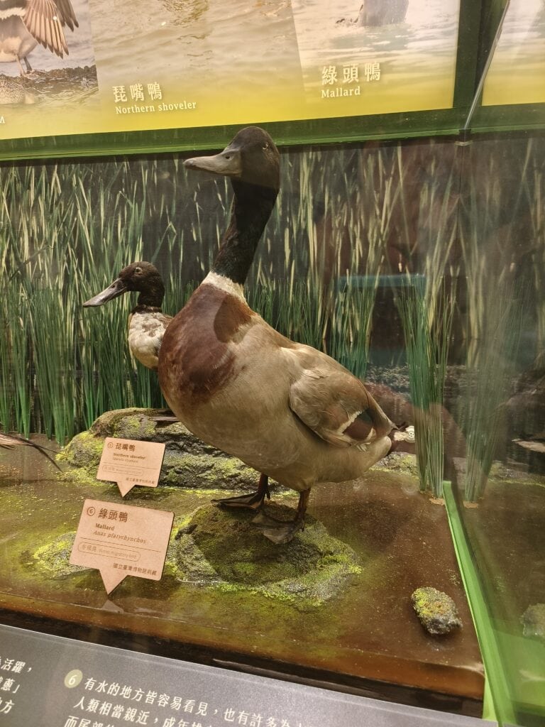 綠題鴨