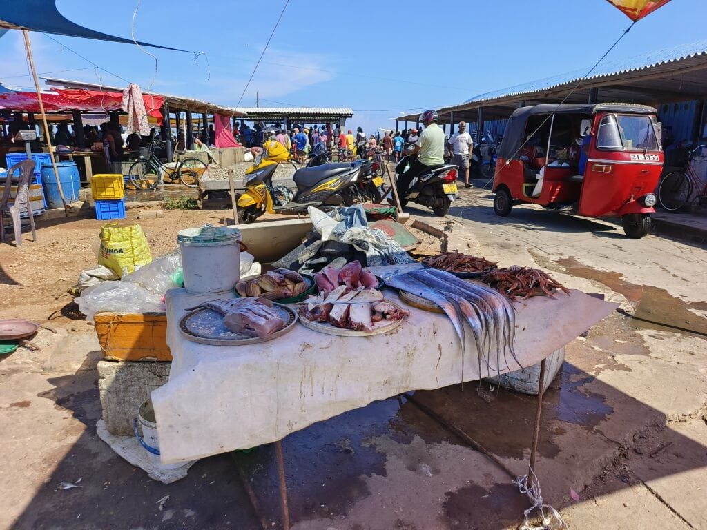 尼甘布漁夫市集Negombo Fish Market Complex