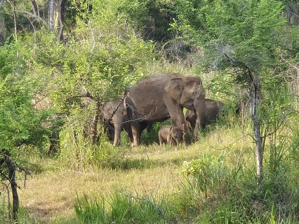 斯里蘭卡 harulu safari