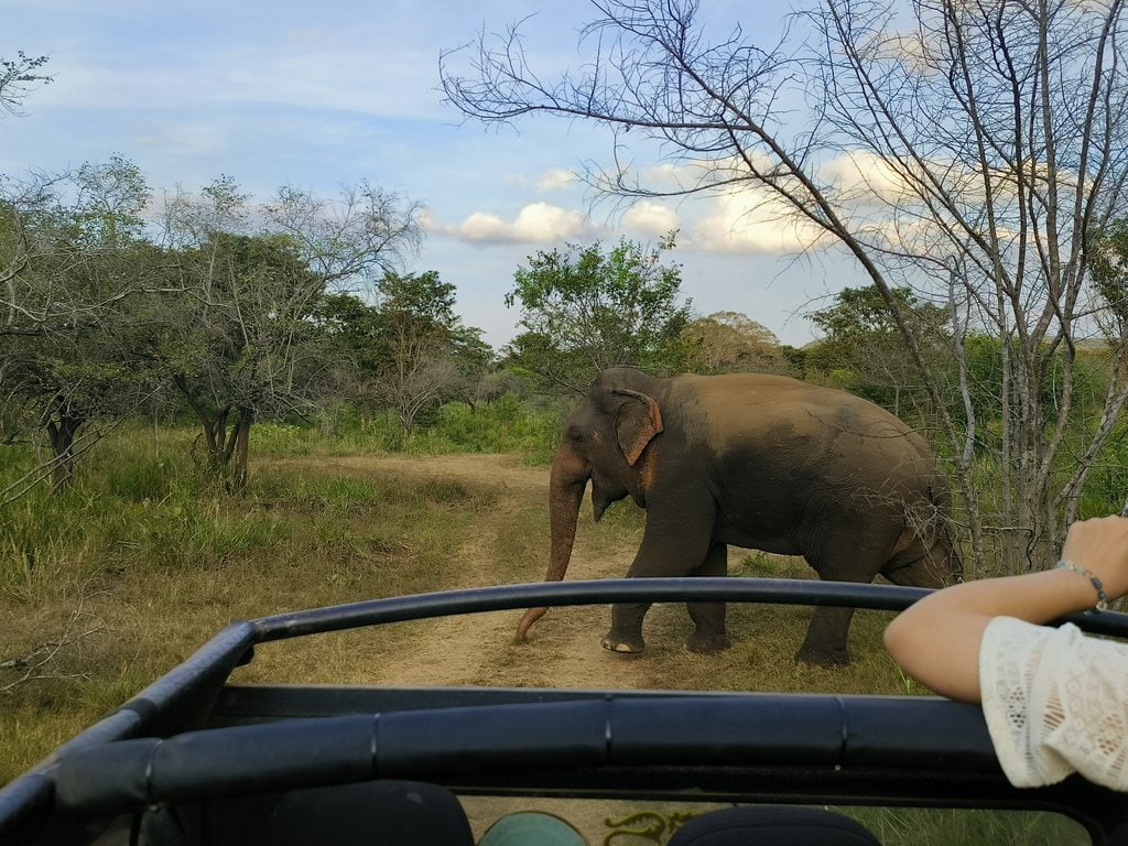 斯里蘭卡 harulu safari