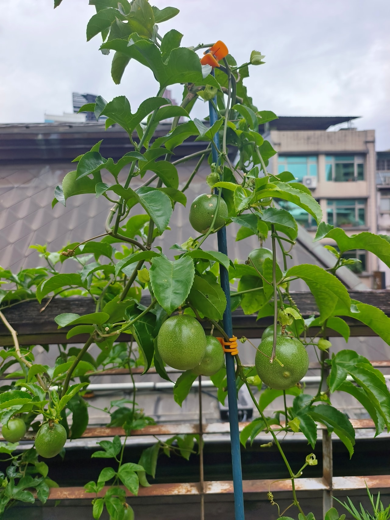 免費參觀|撫臺街洋樓|旁邊有人氣必吃的鄭記豬腳飯 - 第5張圖