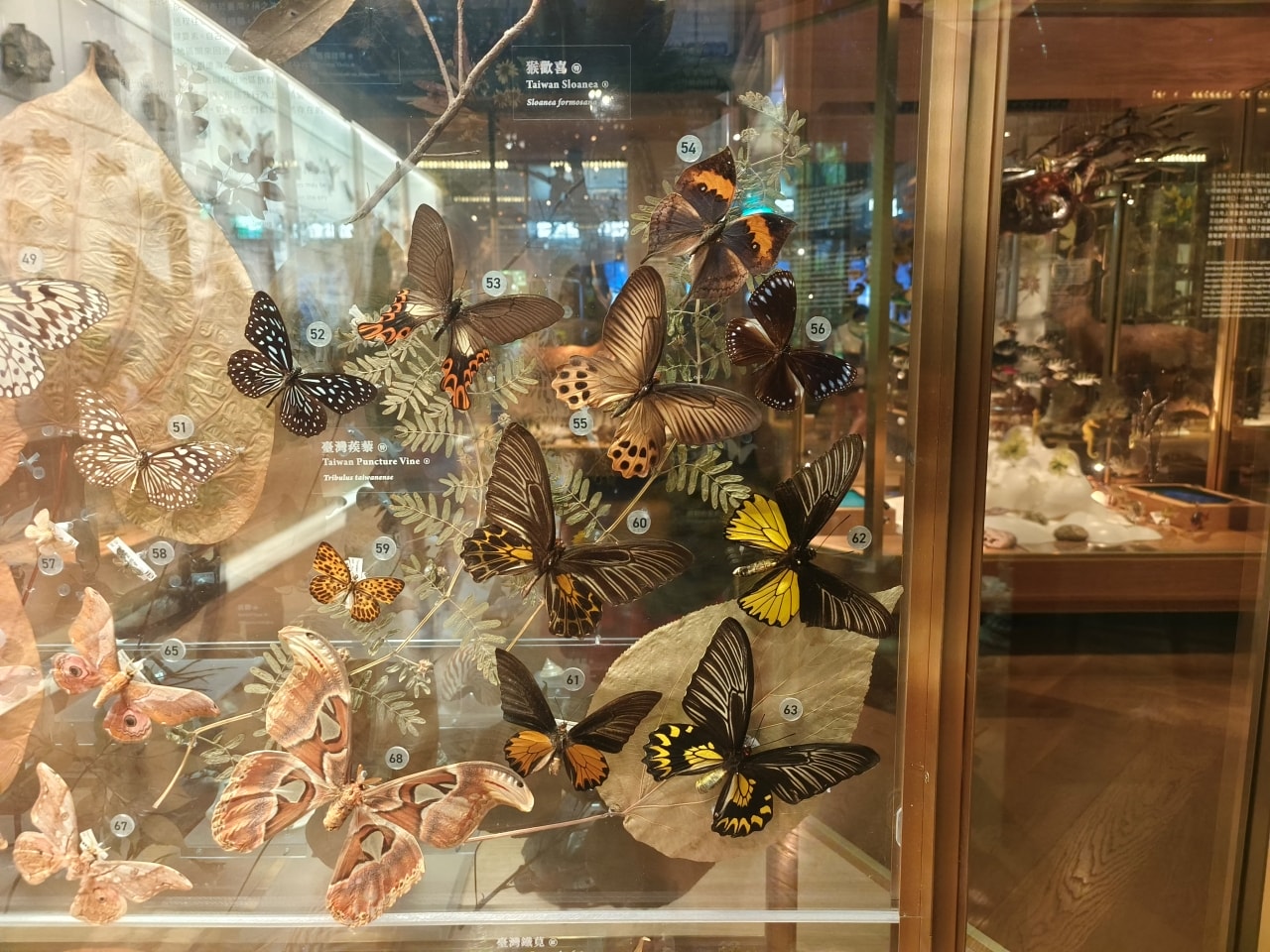 臺灣博物館|常設展|博物臺灣|自然·臺灣|浮生·臺灣|礦物、生物、人文、歷史通通有| - 第11張圖