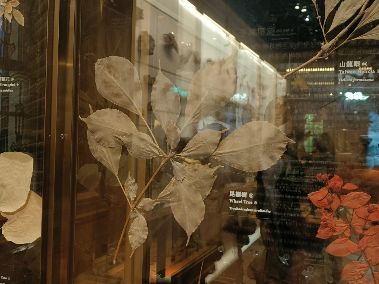 臺灣博物館|常設展|博物臺灣|自然·臺灣|浮生·臺灣|礦物、生物、人文、歷史通通有| - 第12張圖