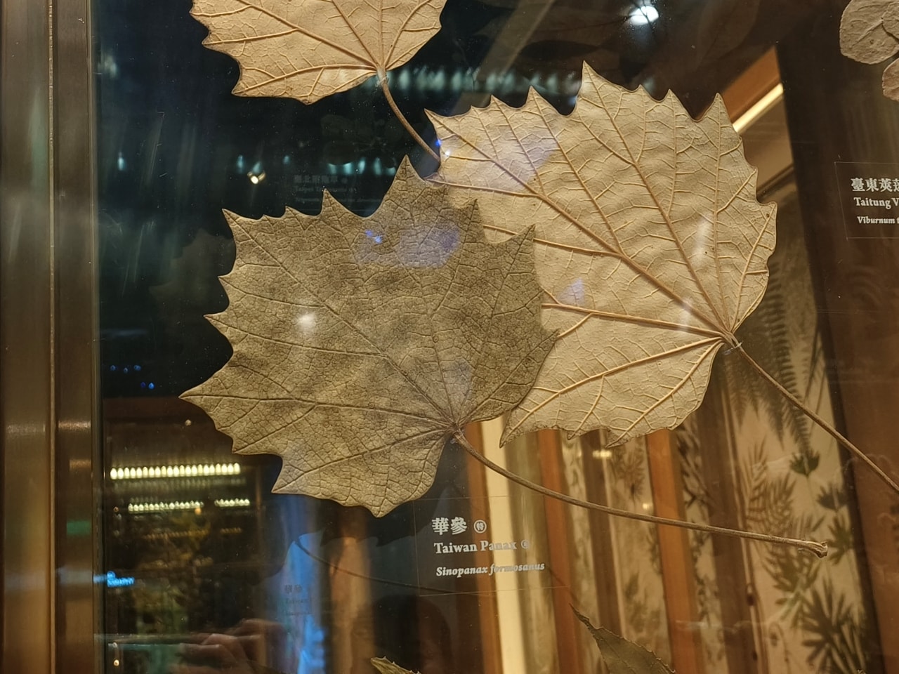 臺灣博物館|常設展|博物臺灣|自然·臺灣|浮生·臺灣|礦物、生物、人文、歷史通通有| - 第28張圖