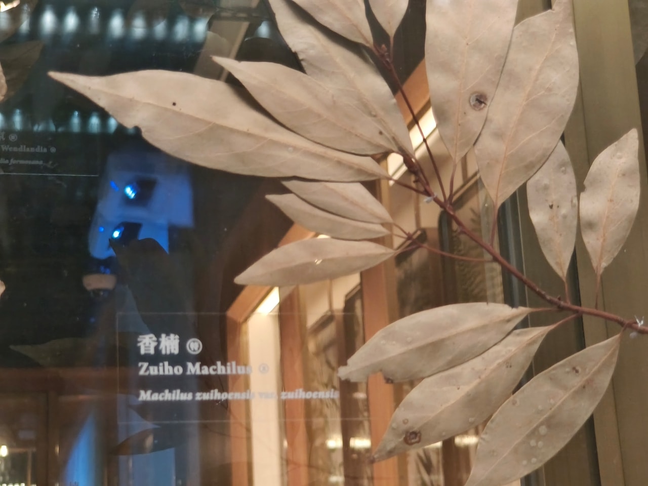 臺灣博物館|常設展|博物臺灣|自然·臺灣|浮生·臺灣|礦物、生物、人文、歷史通通有| - 第29張圖