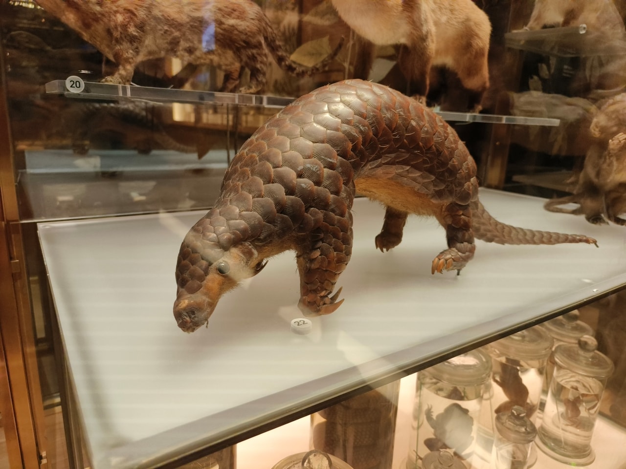 臺灣博物館|常設展|博物臺灣|自然·臺灣|浮生·臺灣|礦物、生物、人文、歷史通通有| - 第15張圖