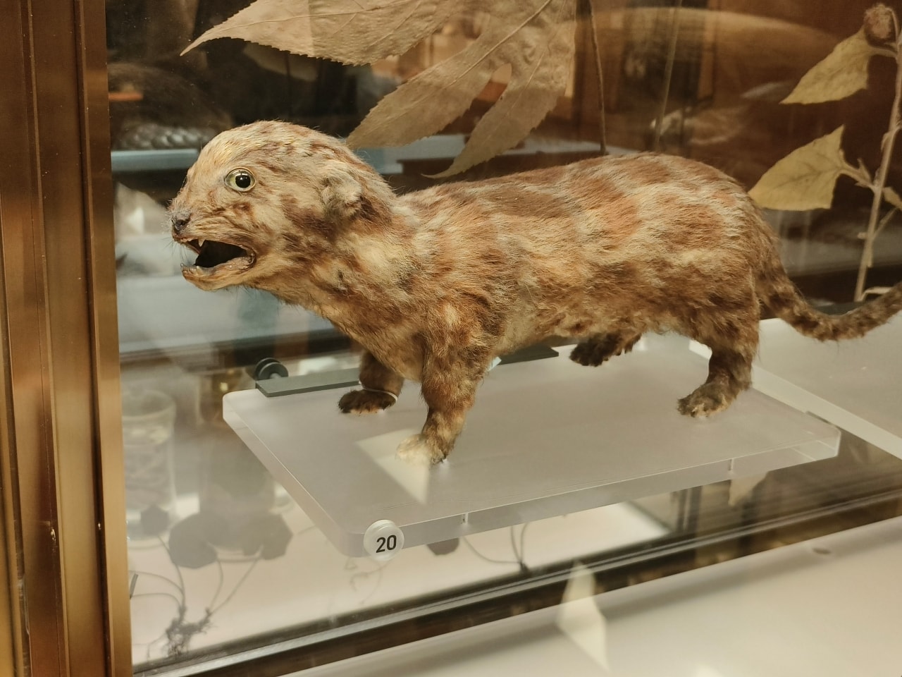 臺灣博物館|常設展|博物臺灣|自然·臺灣|浮生·臺灣|礦物、生物、人文、歷史通通有| - 第16張圖