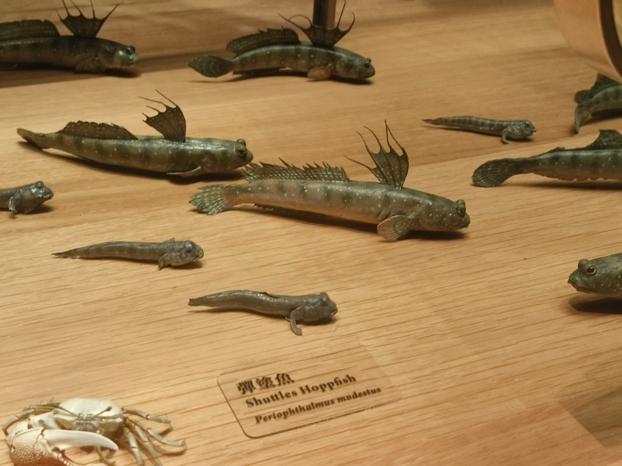 臺灣博物館|常設展|博物臺灣|自然·臺灣|浮生·臺灣|礦物、生物、人文、歷史通通有| - 第19張圖
