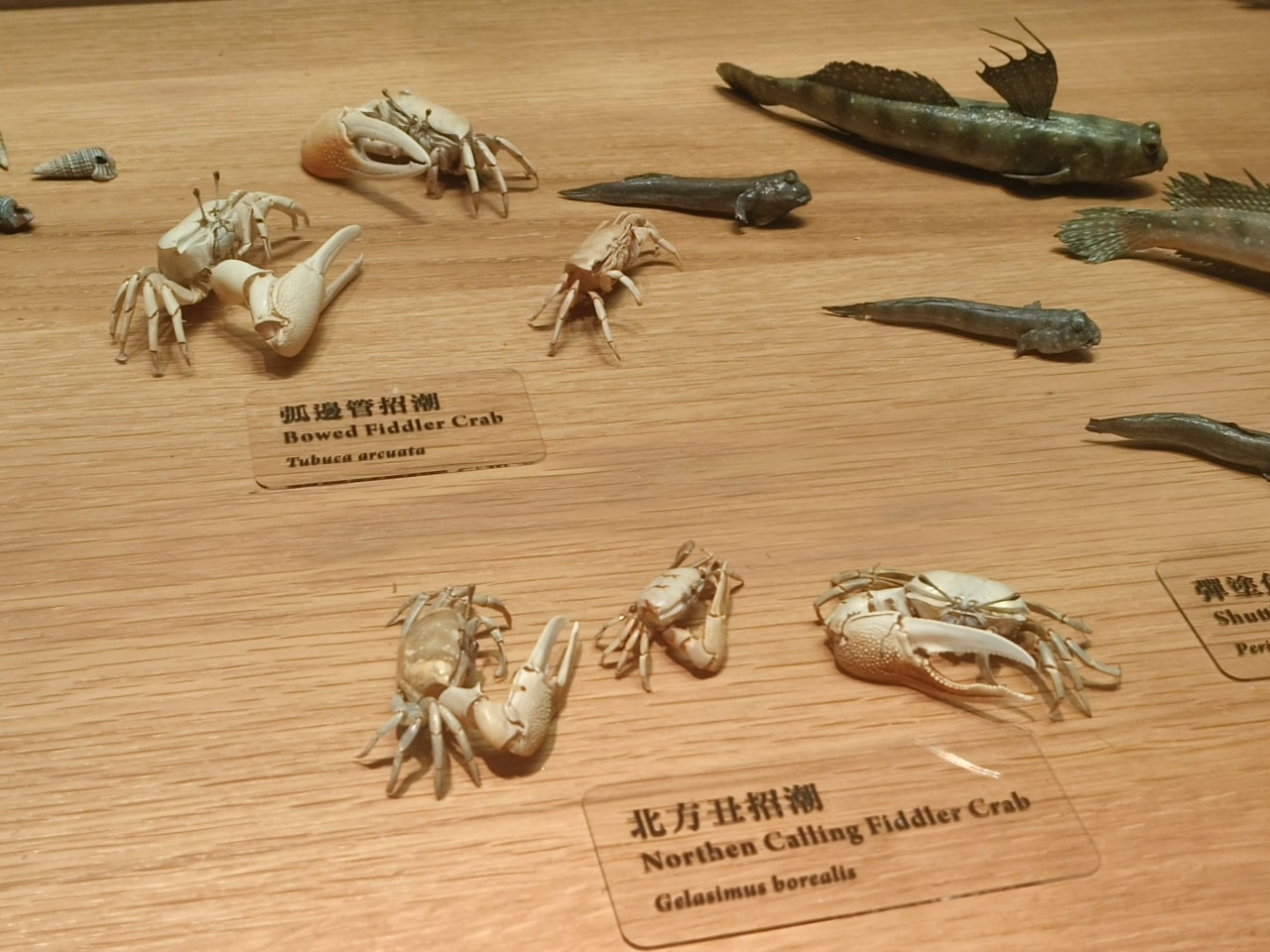 臺灣博物館|常設展|博物臺灣|自然·臺灣|浮生·臺灣|礦物、生物、人文、歷史通通有| - 第18張圖