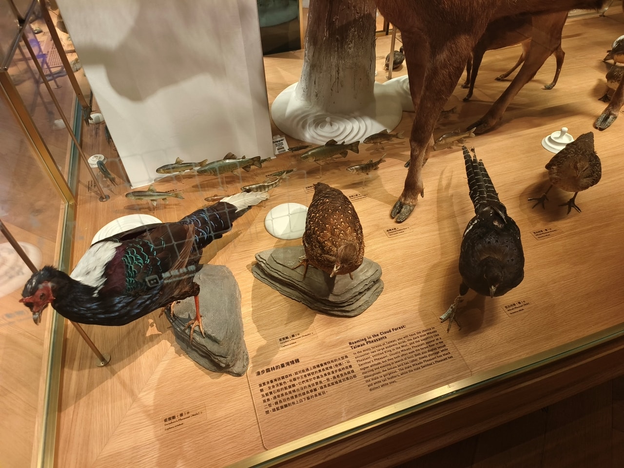 臺灣博物館|常設展|博物臺灣|自然·臺灣|浮生·臺灣|礦物、生物、人文、歷史通通有| - 第13張圖
