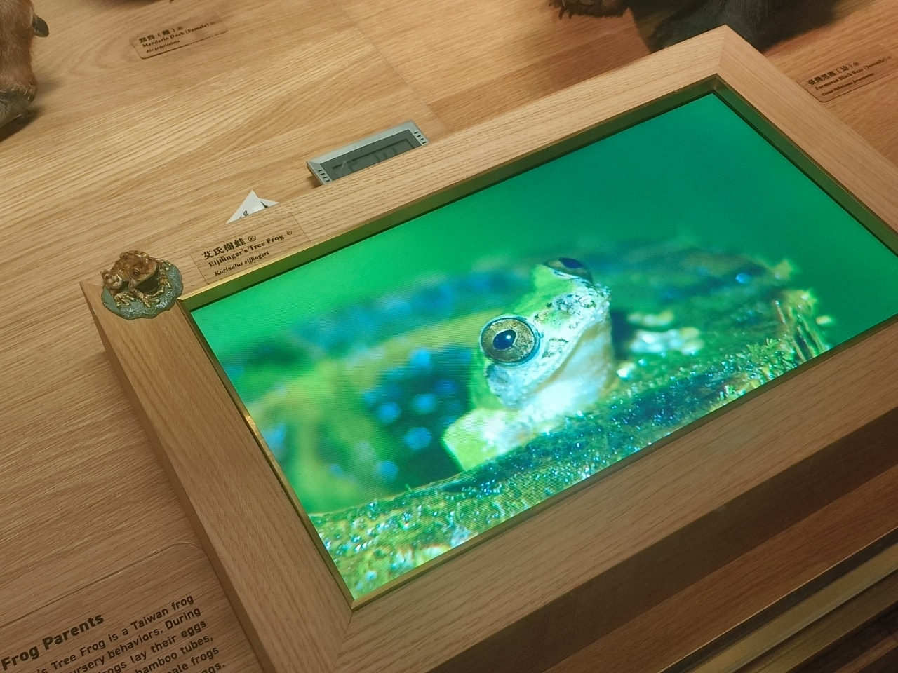 臺灣博物館|常設展|博物臺灣|自然·臺灣|浮生·臺灣|礦物、生物、人文、歷史通通有| - 第14張圖