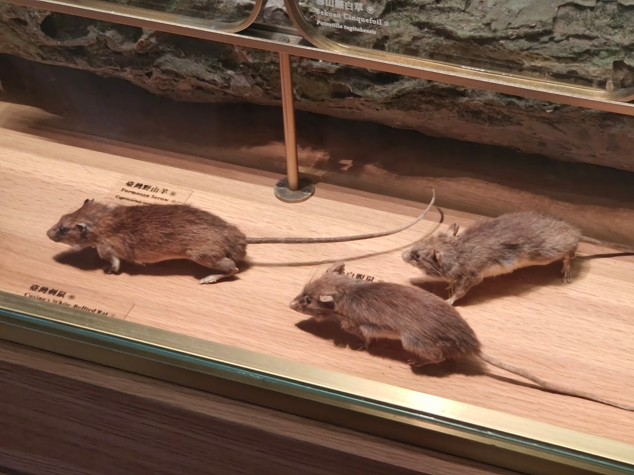 臺灣博物館|常設展|博物臺灣|自然·臺灣|浮生·臺灣|礦物、生物、人文、歷史通通有| - 第22張圖