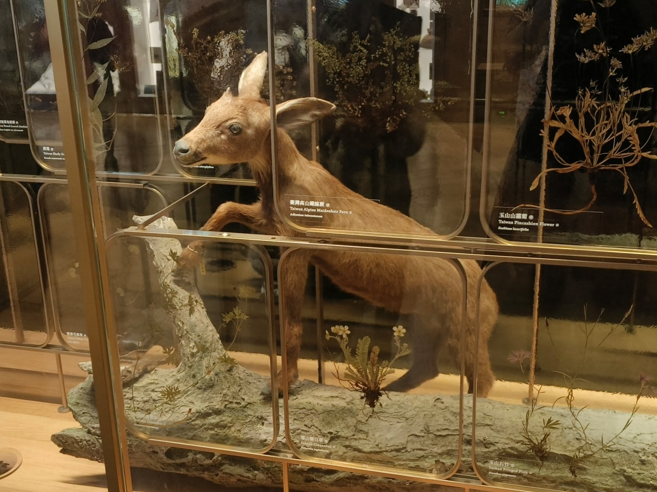 臺灣博物館|常設展|博物臺灣|自然·臺灣|浮生·臺灣|礦物、生物、人文、歷史通通有| - 第24張圖