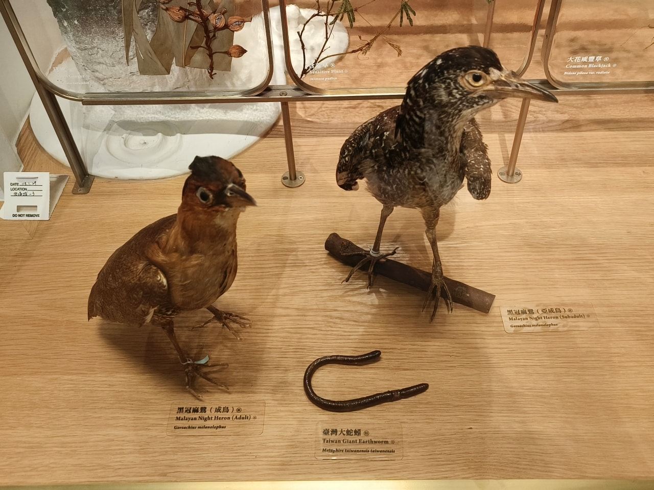 臺灣博物館|常設展|博物臺灣|自然·臺灣|浮生·臺灣|礦物、生物、人文、歷史通通有| - 第25張圖