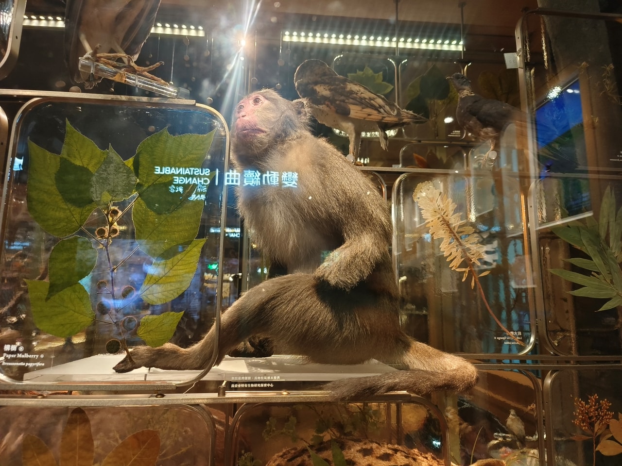 臺灣博物館|常設展|博物臺灣|自然·臺灣|浮生·臺灣|礦物、生物、人文、歷史通通有| - 第26張圖