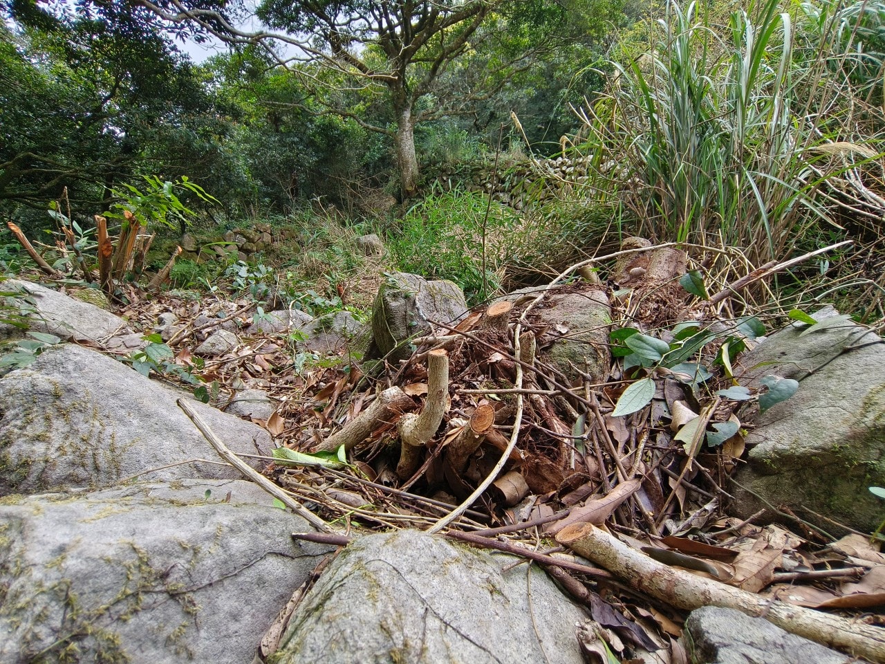 「台北大縱走第一段」+「台北大縱走第八段」一天兩鐵尬起來 - 第5張圖