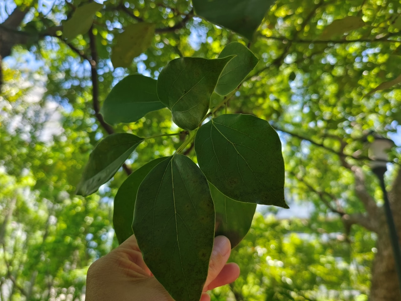 只要20元|台灣博物館|南門館|南門館歷史與建築|認識臺灣樟腦重鎮|紅樓|小白宮 - 第41張圖