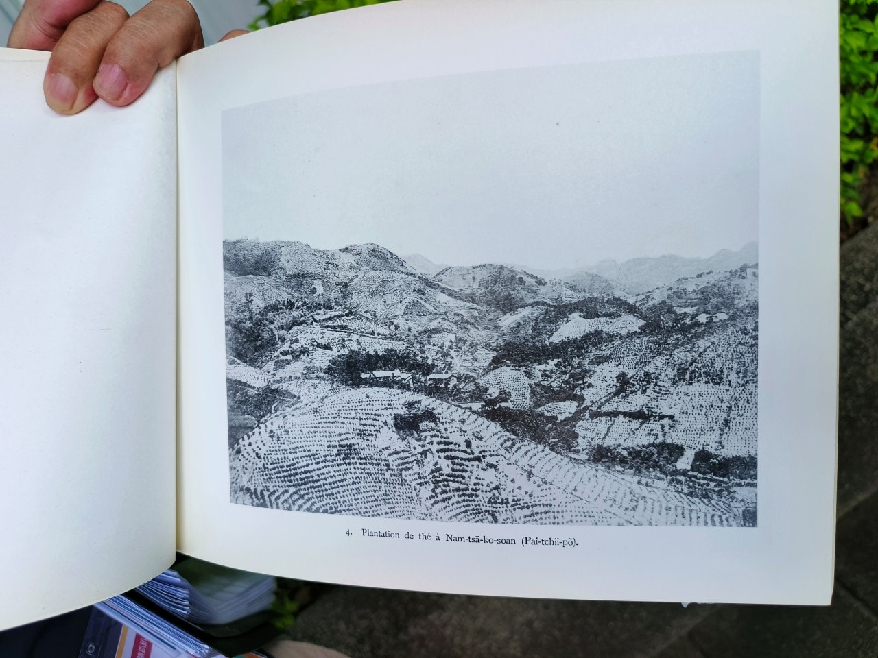 【台北走讀】大稻埕歷史:找茶、品茶踏茶 - 第12張圖