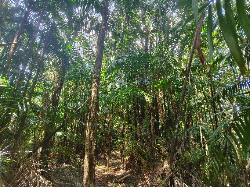 沙巴跳島一日遊:費用/交通 - 第14張圖 沙巴跳島馬努干原始路線