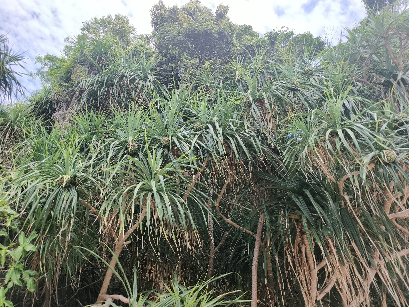 沙巴跳島一日遊:費用/交通 - 第19張圖 一堆林投樹跟林投果