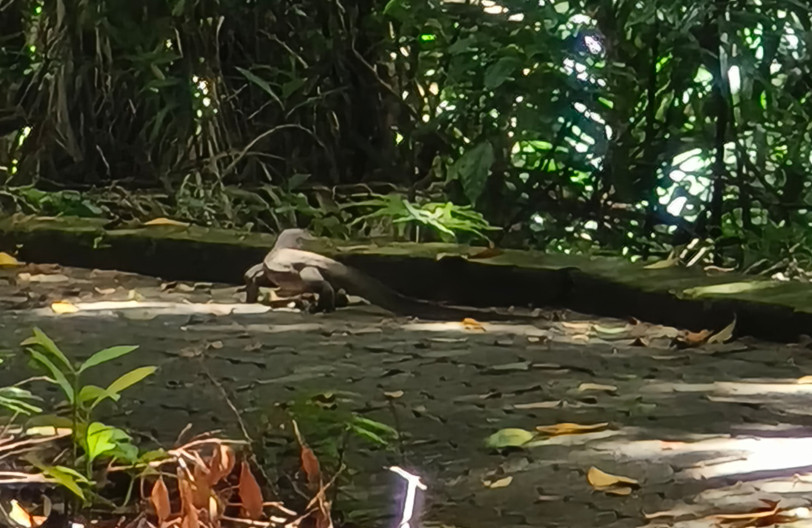 沙巴跳島一日遊:費用/交通 - 第18張圖 馬來西亞特產科莫多龍